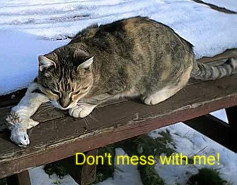 kitty