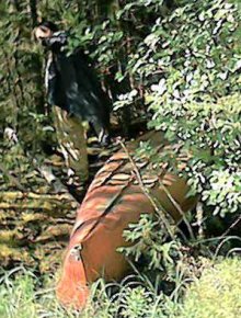 chew canoe