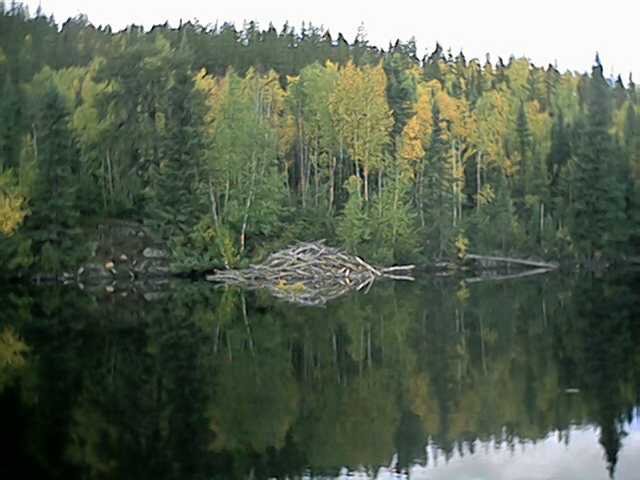 beaverhouse