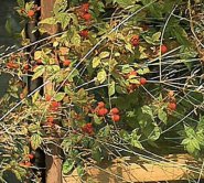 raspberries