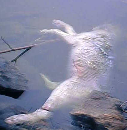 wolf