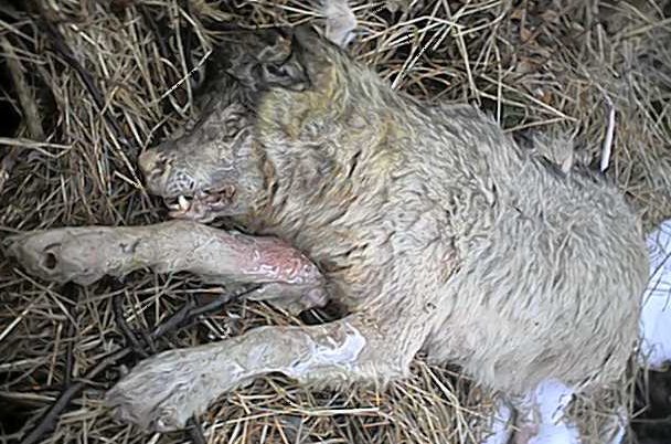 wolf