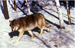 WolfStroll