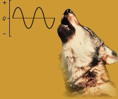 WolfWave