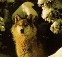 WolvesHomePage